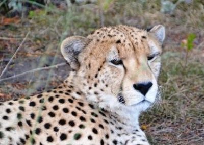 cheetah Kruger